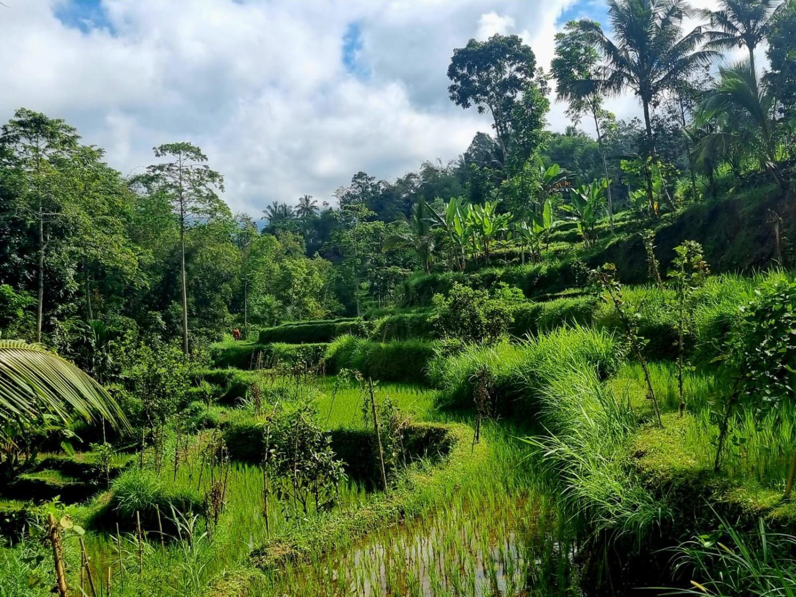 Girang Rinjani Bungalows Tetebatu Zimmer foto